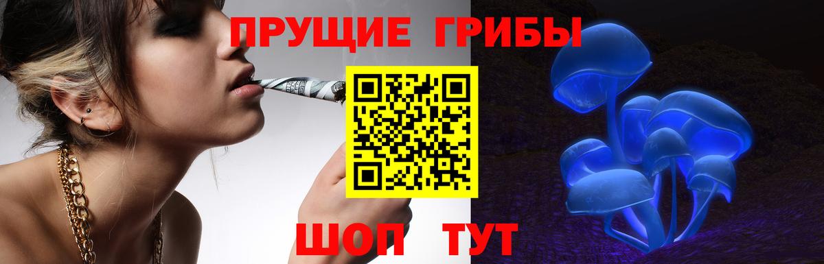 Тында  купить  сайты  Вход с VPN  Псилоцибиновые грибы Psilocybe 